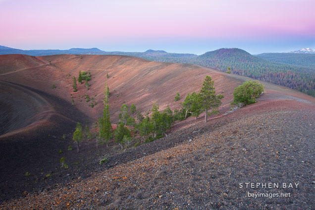 Pine trees growing on the Cinder Cone rim. Lassen NP, California.
