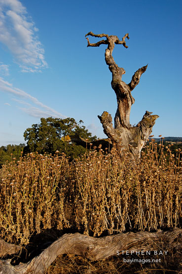 Arastradero preserve, California, USA.