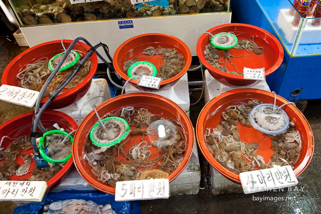 Live octopus (muneo) in buckets. Noryangjin Fish Market in Seoul.