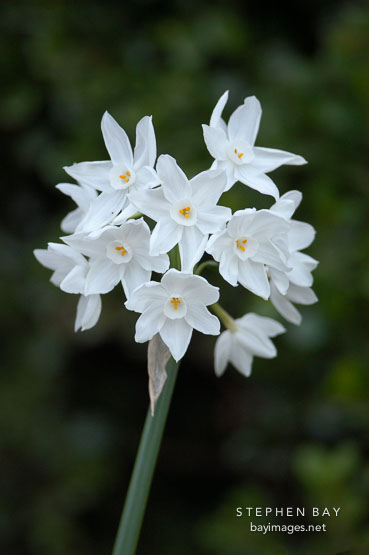 Narcissus papyraceus, Paperwhite Daffodil.