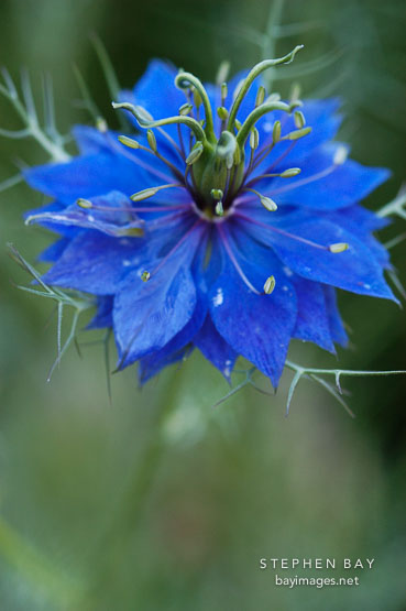 Nigella damascena. Nigella; Love-in-a-mist.