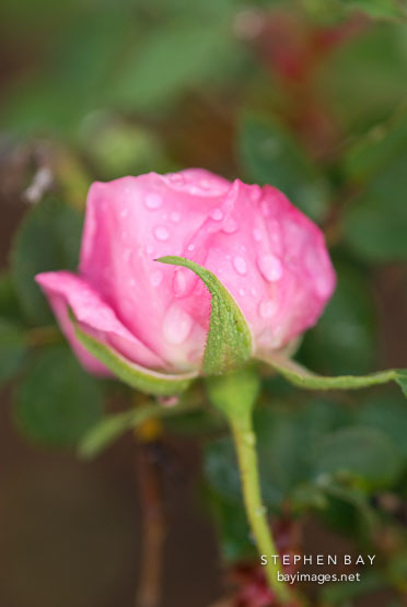 Rose, Squaw Rock Bourbon.