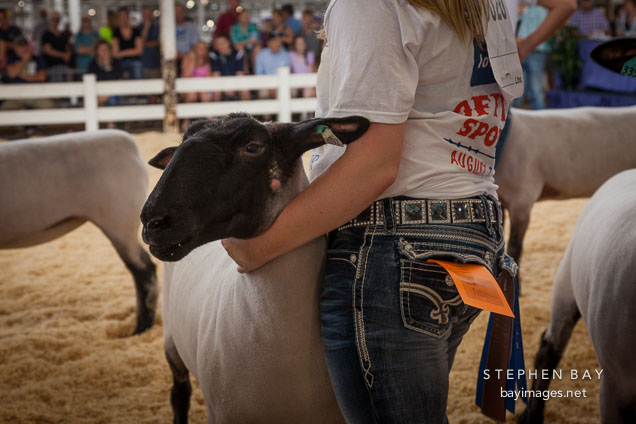 Young girl showing her sheep during competition. Iowa State Fair, Des Moines.