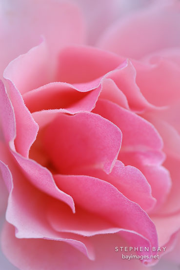 Rose 'duet'. Rosa.