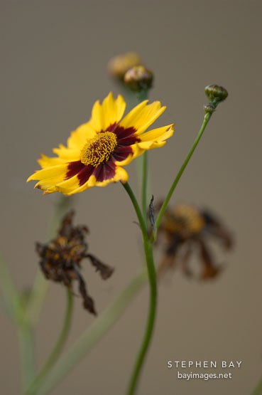 Coreopsis tinctoria. Plains coreopsis.