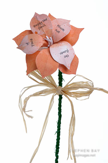 Flower book by Karin Schulz.