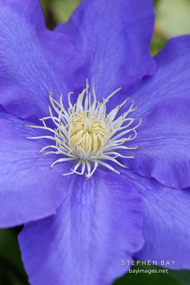 Clematis 'H. F. Young'.