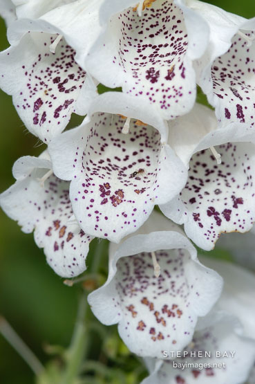 Foxglove digitalis.