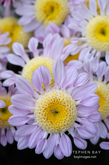 Lullaby (anemone).  Chrysanthemum (Dendranthema).
