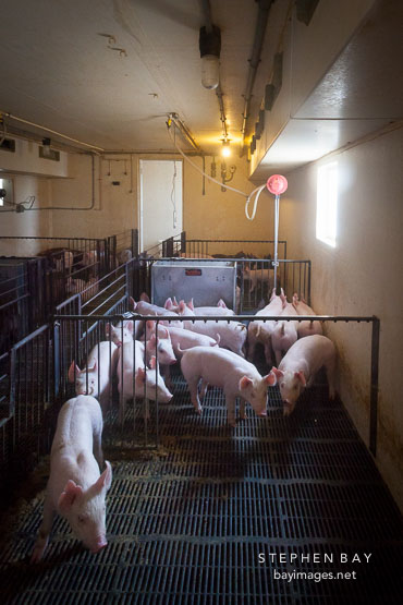 Nursery pigs kept in temperature controlled rooms. ISU Swine Farm. Ames, Iowa.