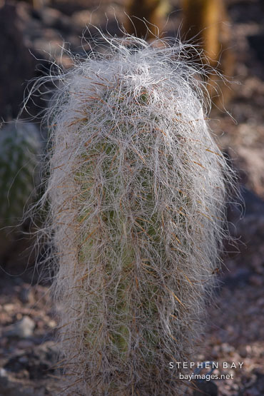 Old man of the Andes. Oreocereus celsianus.