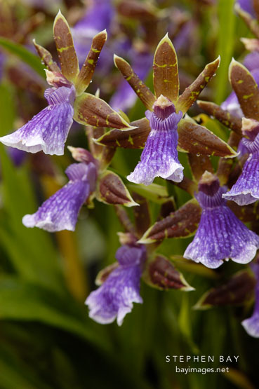Zygopetalum. Orchidaceae.