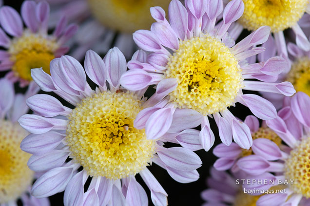 Lullaby (anemone).  Chrysanthemum (Dendranthema).