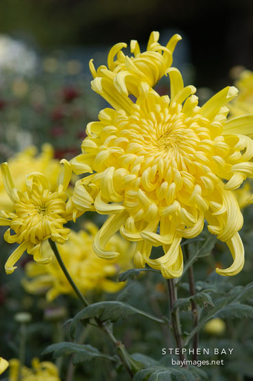 Fort Smith (irregular incurve).  Chrysanthemum (Dendranthema).