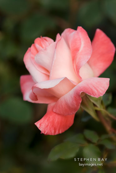 Hybrid tea rose, Gemini (K. Zary).
