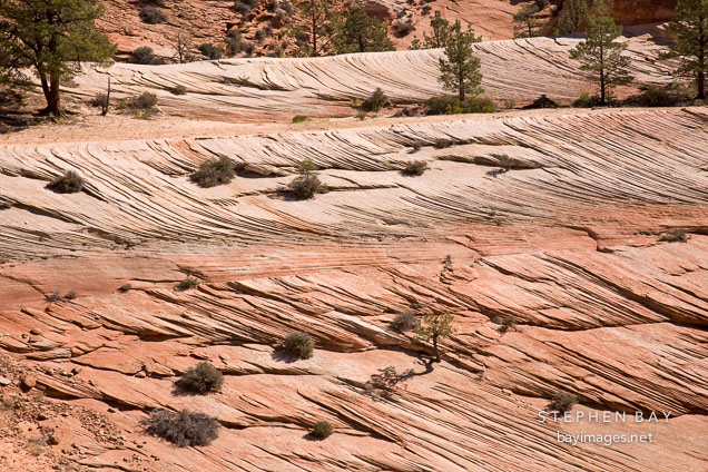 Patterned erosion in the sandstone of Zion Plateau. Zion NP, Utah.