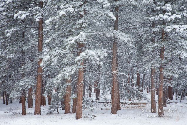 Pine forest in winter. Chautauqua Park, Boulder, Colorado.