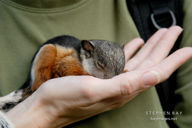 Sleeping baby variegated squirrel. Monteverde, Costa Rica.