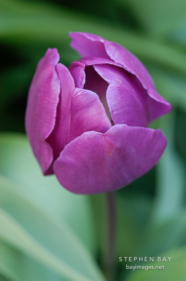 Tulip 'Negrita', Tulipa.