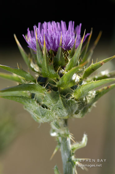 Bull thistle, Cirsium vulgare. Russian Ridge Open Space Preserve. California, USA.