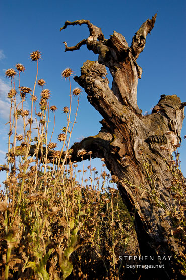 Dead tree and thistles. Arastradero preserve, California, USA.