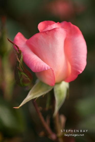 Hybrid tea rose, Gemini (K. Zary).