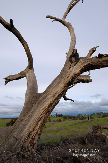 Dead tree at Arastradero Preserve. Palo Alto, California, USA.
