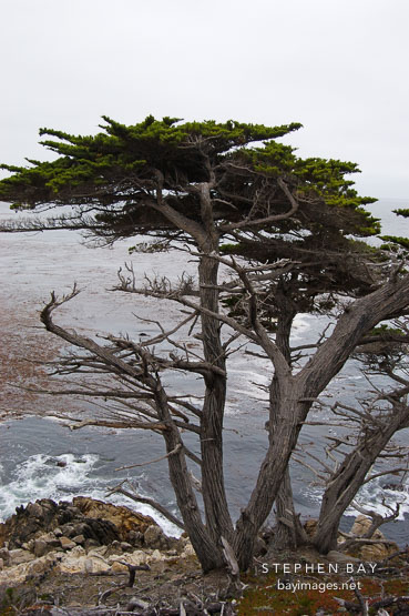 Monterey cypress. 17-Mile drive, California, USA.