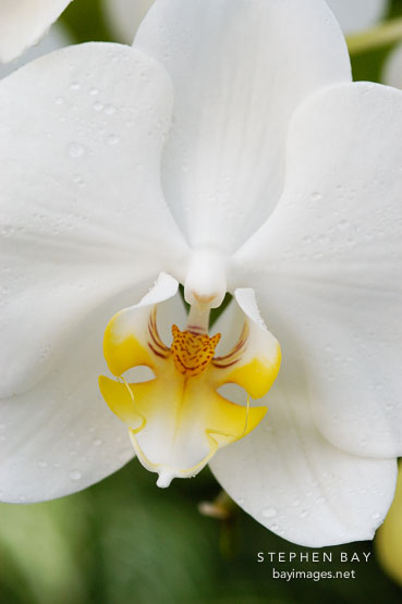 Phalaenopsis. Orchid. Orchidaceae.