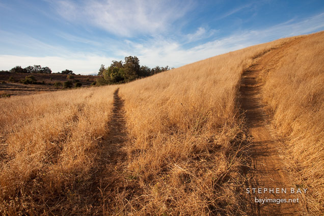 Two paths through grass fields. Arastradero preserve, Palo Alto, California.