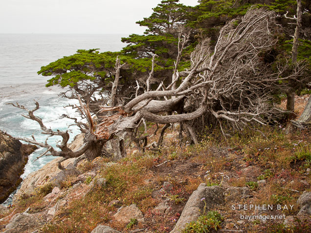 Cypress tree with trunk ripped apart. Point Lobos, California.