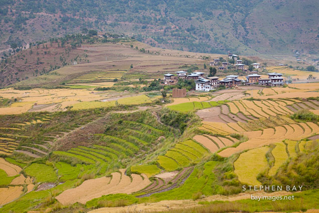 Farmhouses in Punakha and rice fields.