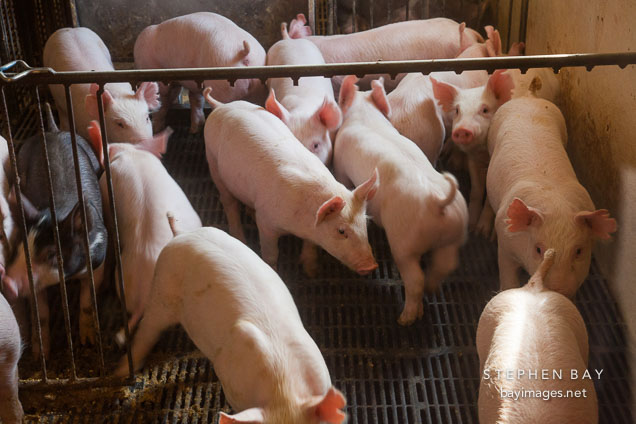 Huddling nursery pigs. ISU Swine Farm. Ames, Iowa.