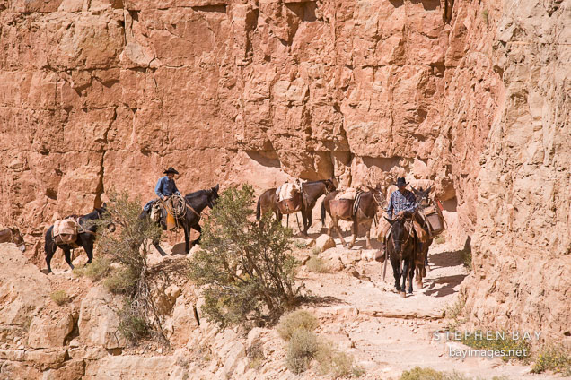 Leading a mule train out of the Grand Canyon. Grand Canyon NP, Arizona.