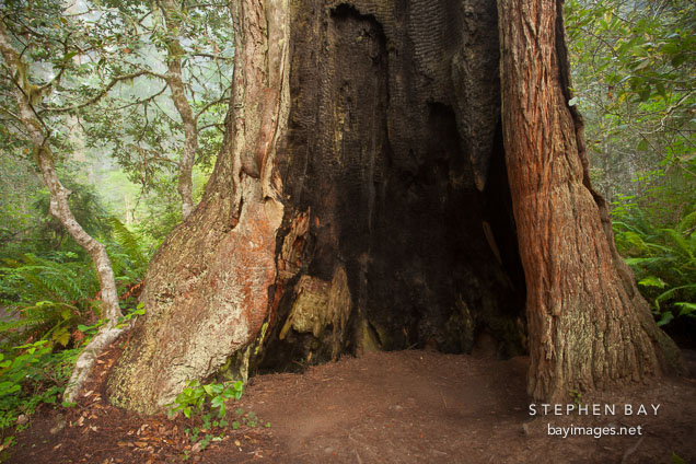 Redwood tree hollowed out by fire. Redwood National Park, California.