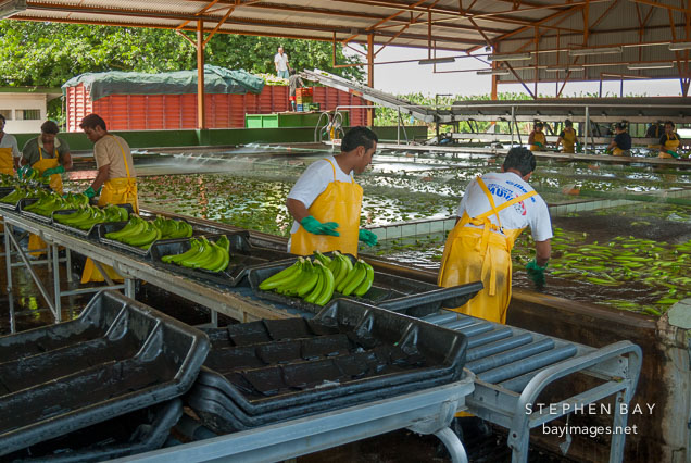 Workers at a banana plantation. Costa Rica.