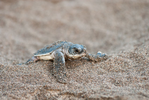 Newly hatched baby Atlantic Green Sea Turtle struggles to reach the ocean. Tortuguero, Costa Rica.