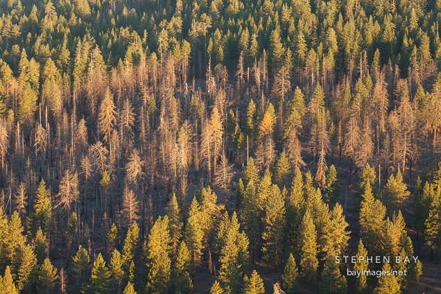 Pine forest viewed from the top of the Cinder Cone. Lassen NP, California.