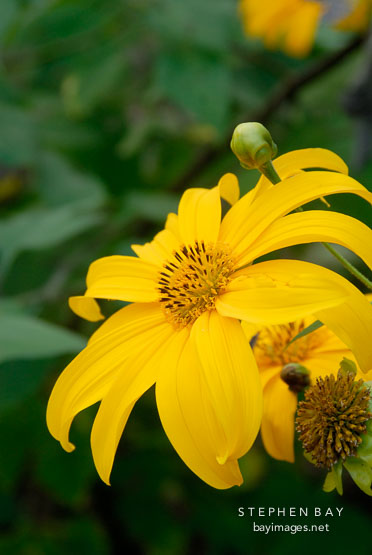 flower.