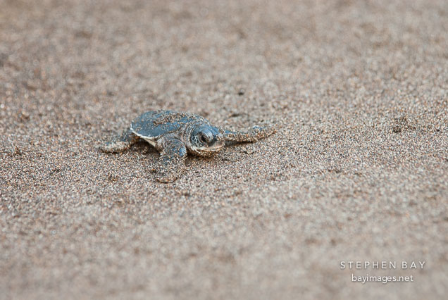Baby Atlantic Green Sea Turtle heads to the ocean. Tortuguero, Costa Rica.