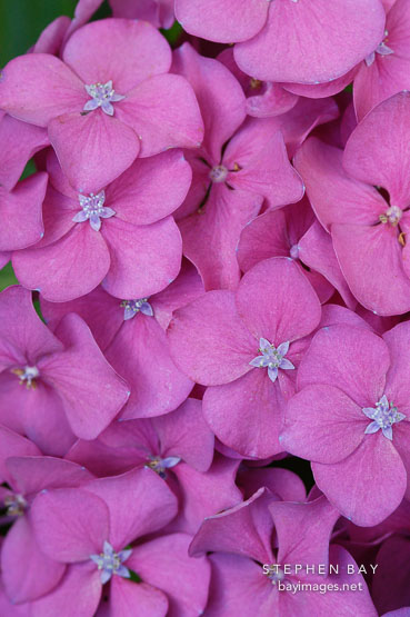 Hydrangea macrophylla. Big-leaf hydrangea.
