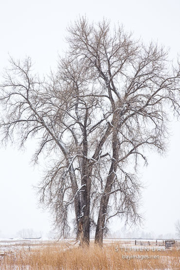 Tree in winter. Boulder, Colorado.