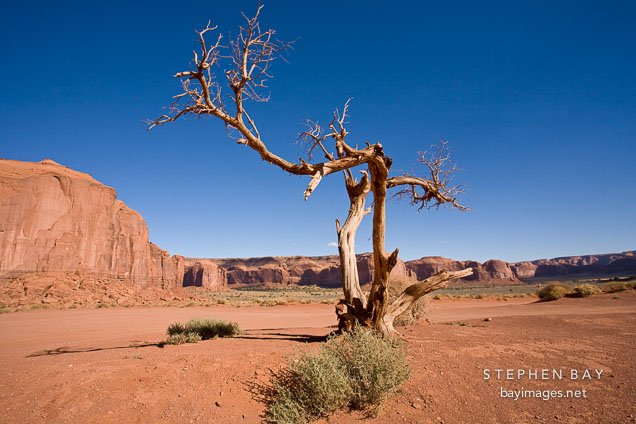 Weathered tree. Monument Valley, Arizona.