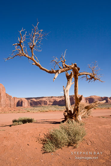Tree. Monument Valley, Arizona.