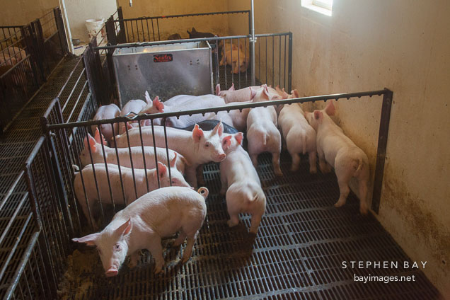 Nursery pigs. ISU Swine Farm. Ames, Iowa.
