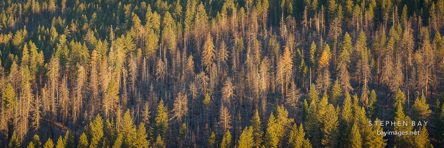 Panorama of the pine forest by the Cinder Cone trail. Lassen NP, California.
