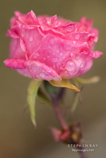 Rose, Little Tiger.
