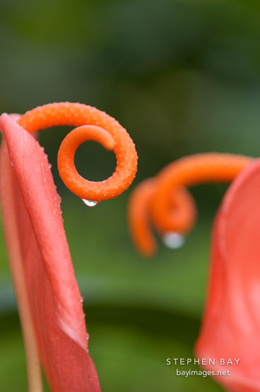Anthirum.