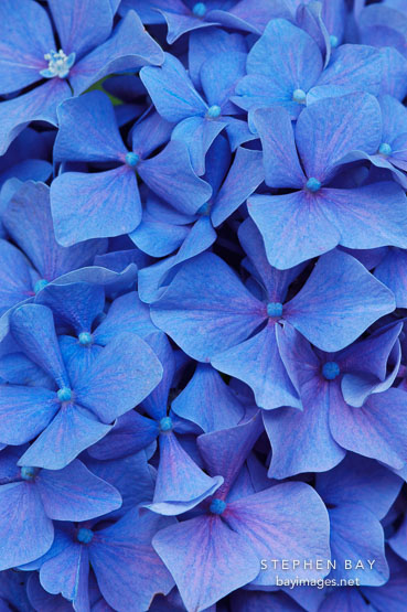 Hydrangea macrophylla. Big-leaf hydrangea.