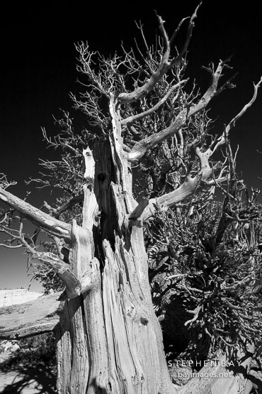 Ancient bristlecone pine #3.